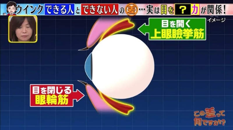 《练就抛媚眼的方法》连偶像也不会的特技?跟着老师练习眨单眼没有这么难……插图8 《练就抛媚眼的方法》连偶像也不会的特技?跟着老师练习眨单眼没有这么难……插图8
