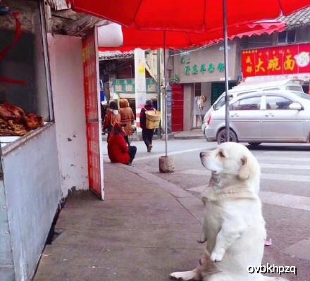 幽默搞笑段子集:分享求婚藏戒指新技能,情人节前分享,哈哈哈哈插图2 幽默搞笑段子集:分享求婚藏戒指新技能,情人节前分享,哈哈哈哈插图2