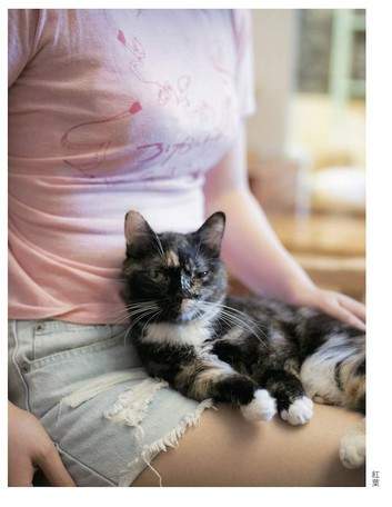 青山裕企《猫咪与欧派写真书》好想当那只猫~好想好想插图3 青山裕企《猫咪与欧派写真书》好想当那只猫~好想好想插图3