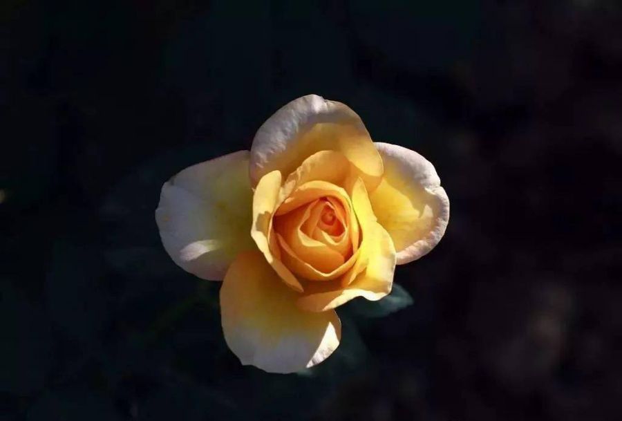 摄影要练摄影眼插图1 摄影要练摄影眼插图1