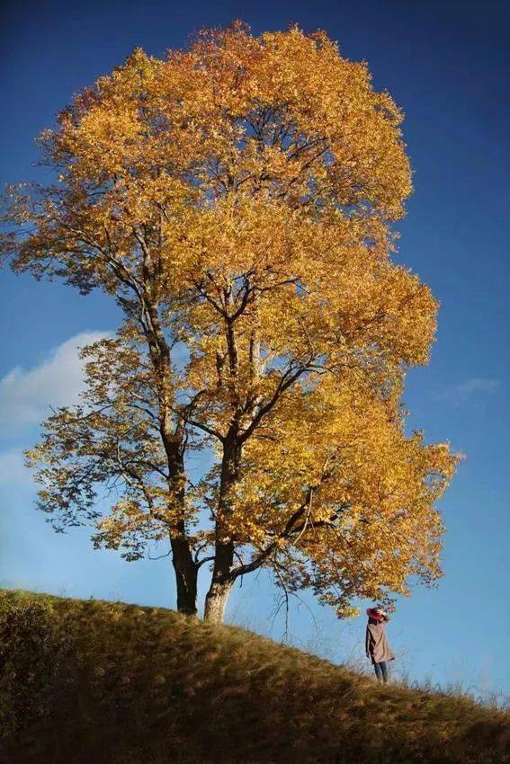 竖构图，视觉冲击力竟然可以这么大！插图6