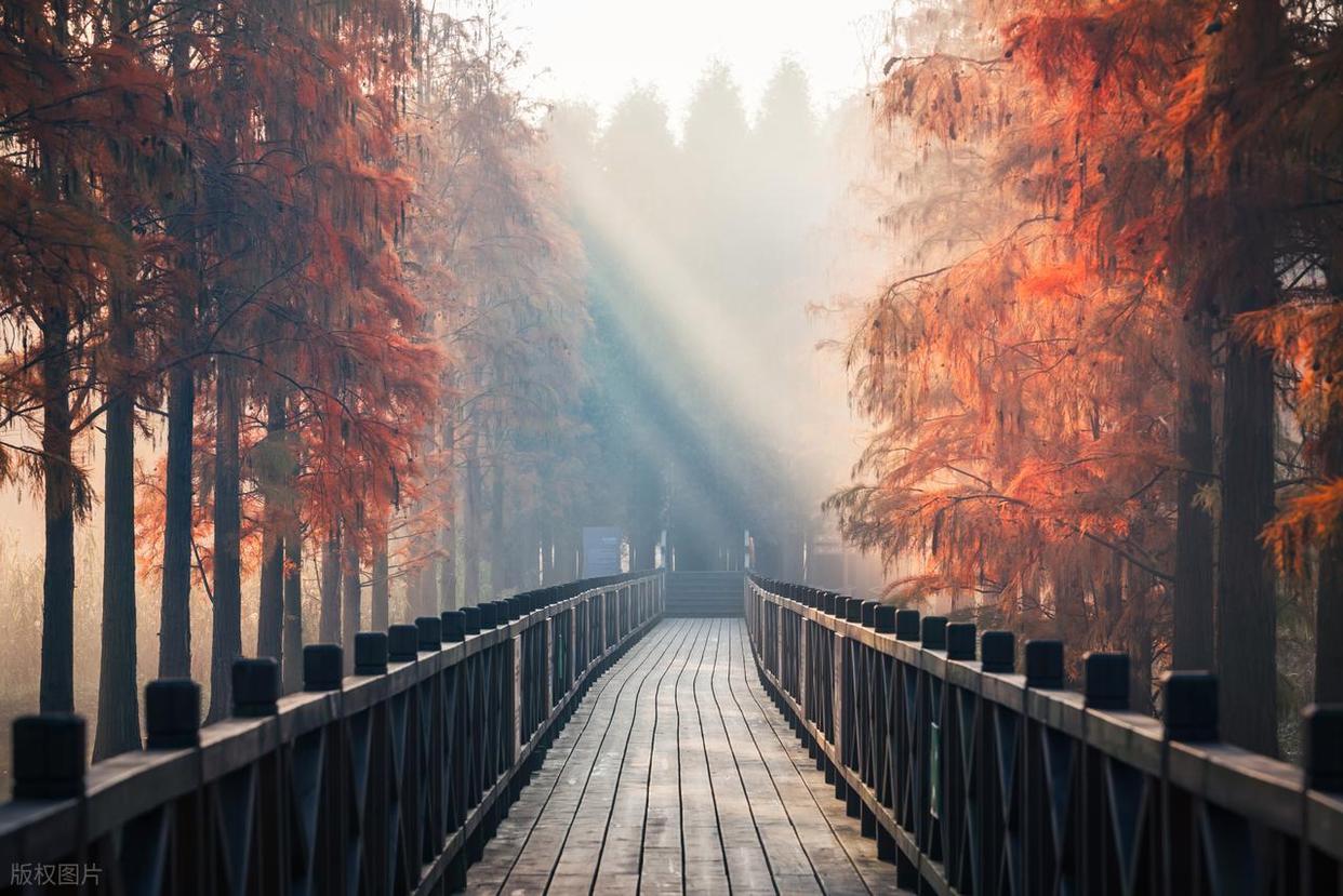 摄影构图避坑指南:拍出好片的关键要点插图5 摄影构图避坑指南:拍出好片的关键要点插图5