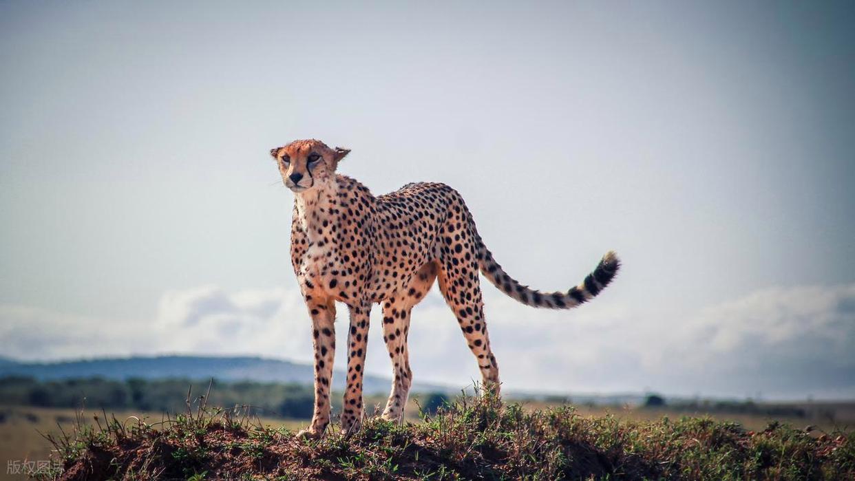 摄影构图避坑指南:拍出好片的关键要点插图2 摄影构图避坑指南:拍出好片的关键要点插图2