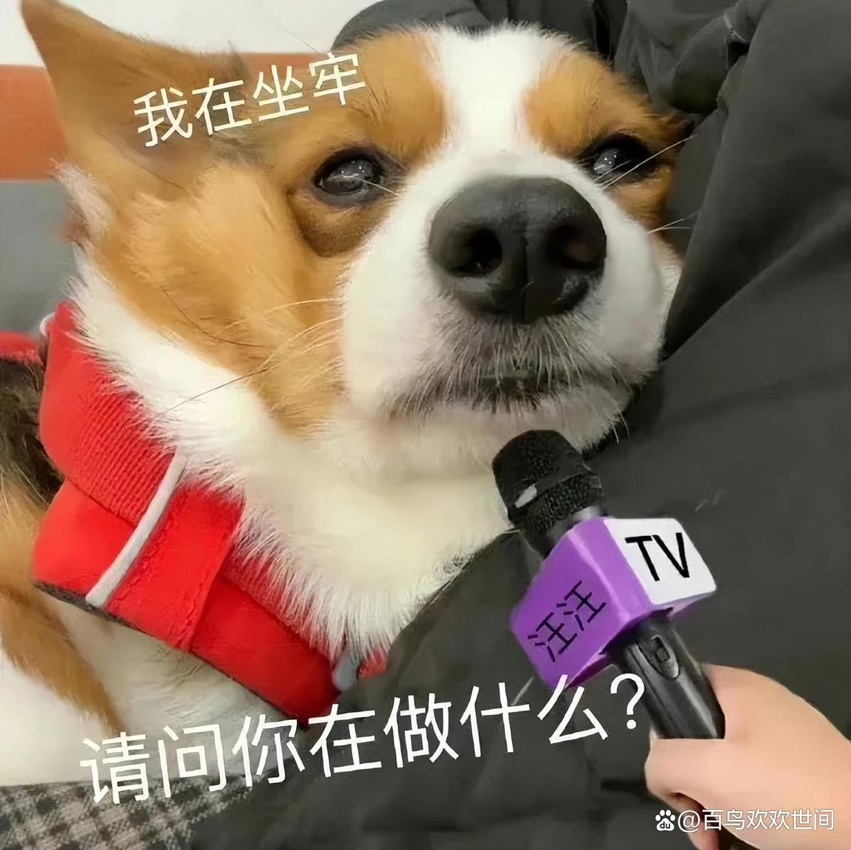 爆笑段子,内涵笑话有韵味插图2 爆笑段子,内涵笑话有韵味插图2