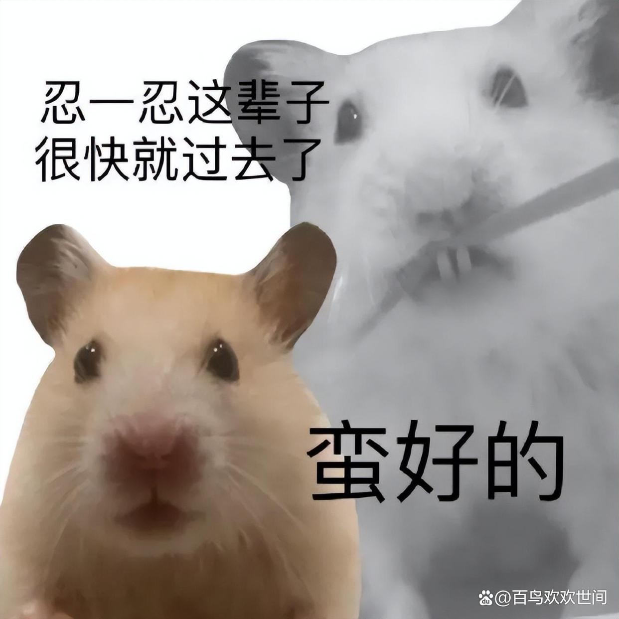 爆笑段子,内涵笑话有韵味插图5 爆笑段子,内涵笑话有韵味插图5