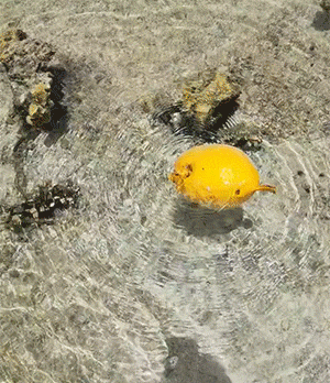 独孤九剑的传人…插图5 独孤九剑的传人…插图5