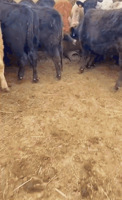 解解当牛仔…插图8 解解当牛仔…插图8