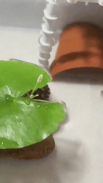 独孤九剑的传人…插图2 独孤九剑的传人…插图2