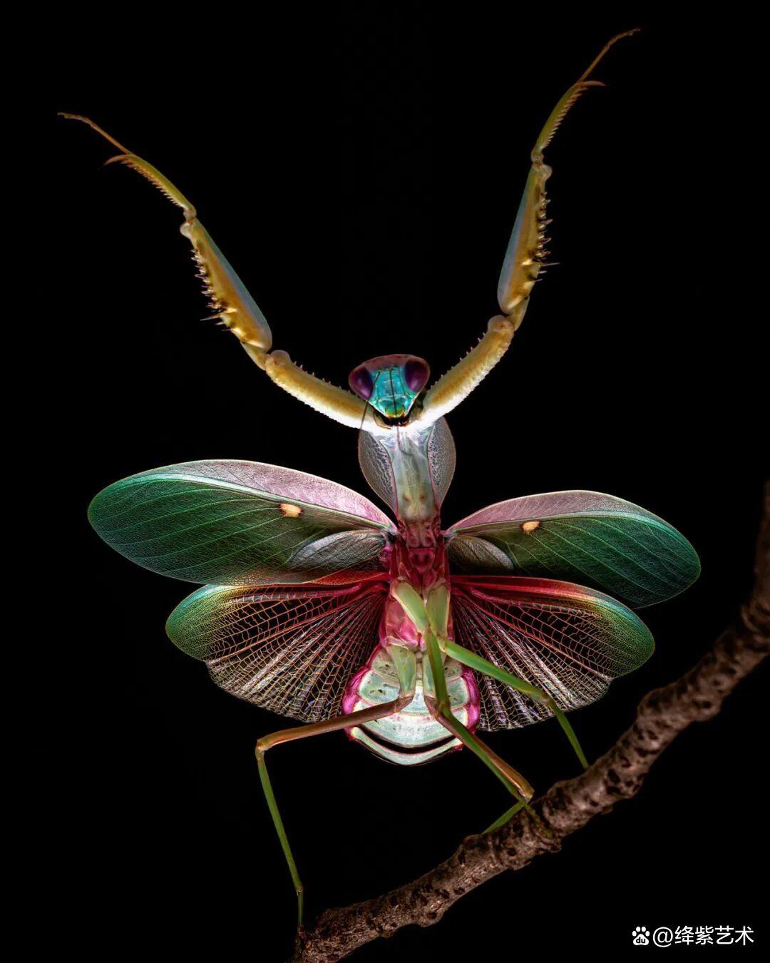 看之前,不就是一只螳螂吗?看之后,天使与恶魔的化身插图17 看之前,不就是一只螳螂吗?看之后,天使与恶魔的化身插图17