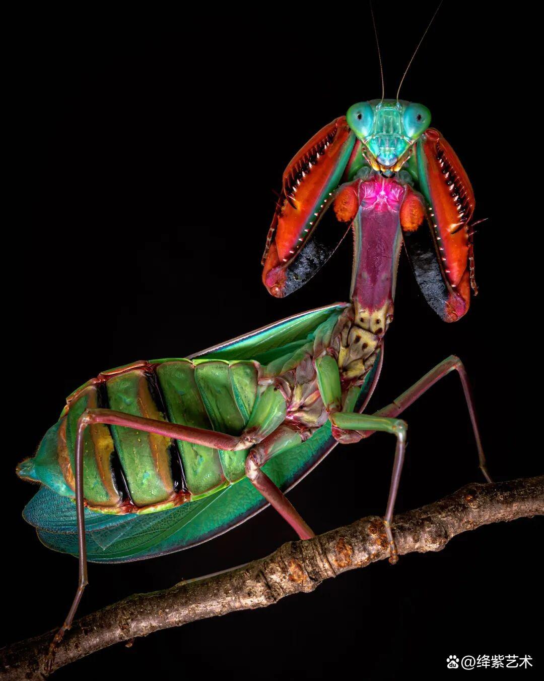 看之前,不就是一只螳螂吗?看之后,天使与恶魔的化身插图15 看之前,不就是一只螳螂吗?看之后,天使与恶魔的化身插图15