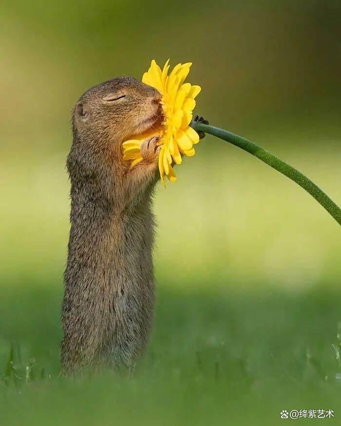 天呀!这20幅可爱的动物摄影,让你烦恼全无插图15 天呀!这20幅可爱的动物摄影,让你烦恼全无插图15