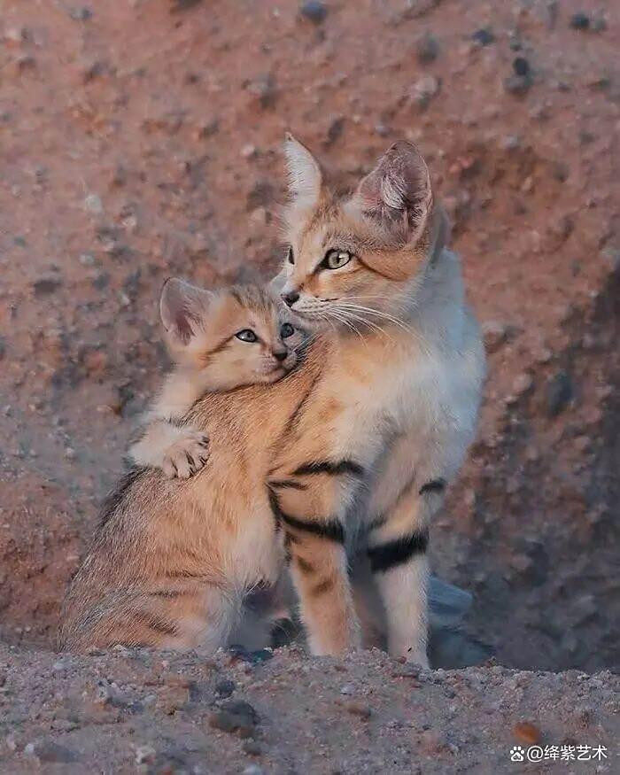 天呀!这20幅可爱的动物摄影,让你烦恼全无插图12 天呀!这20幅可爱的动物摄影,让你烦恼全无插图12