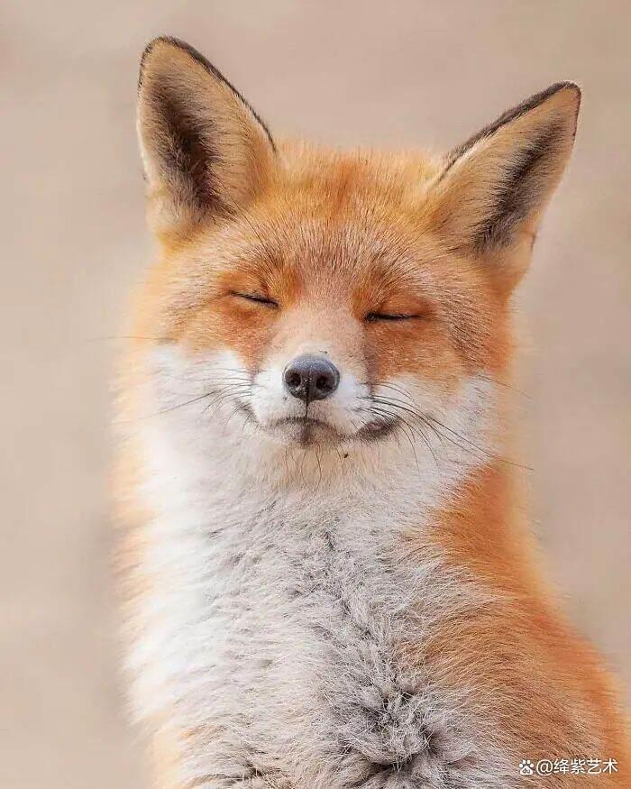 天呀!这20幅可爱的动物摄影,让你烦恼全无插图1 天呀!这20幅可爱的动物摄影,让你烦恼全无插图1