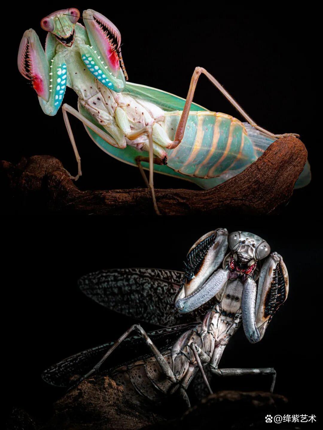 看之前,不就是一只螳螂吗?看之后,天使与恶魔的化身插图3 看之前,不就是一只螳螂吗?看之后,天使与恶魔的化身插图3