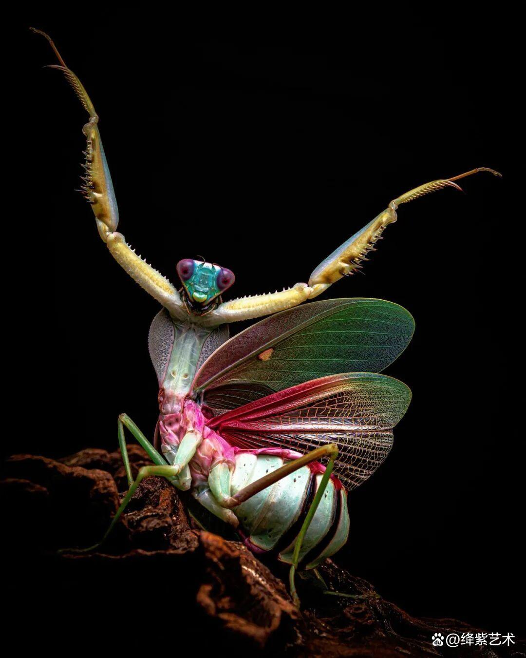 看之前,不就是一只螳螂吗?看之后,天使与恶魔的化身插图13 看之前,不就是一只螳螂吗?看之后,天使与恶魔的化身插图13