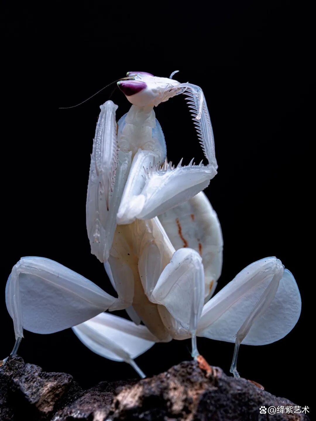 看之前,不就是一只螳螂吗?看之后,天使与恶魔的化身插图2 看之前,不就是一只螳螂吗?看之后,天使与恶魔的化身插图2