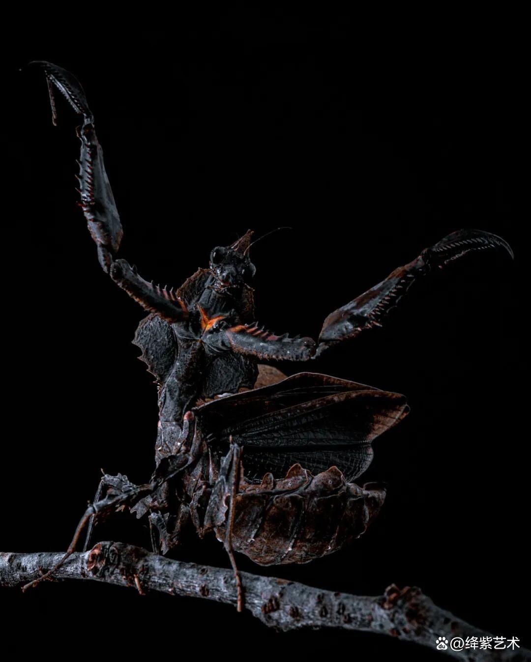 看之前,不就是一只螳螂吗?看之后,天使与恶魔的化身插图7 看之前,不就是一只螳螂吗?看之后,天使与恶魔的化身插图7