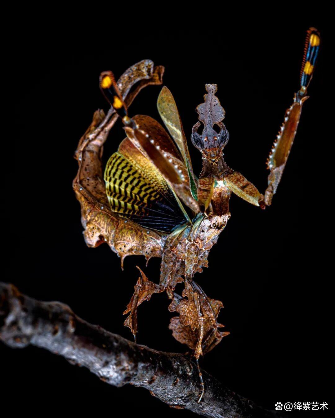 看之前,不就是一只螳螂吗?看之后,天使与恶魔的化身插图8 看之前,不就是一只螳螂吗?看之后,天使与恶魔的化身插图8