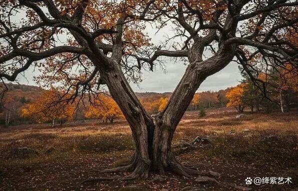 叹为观止!16个大自然造就的艺术,美得仿佛被精心设计过插图14 叹为观止!16个大自然造就的艺术,美得仿佛被精心设计过插图14