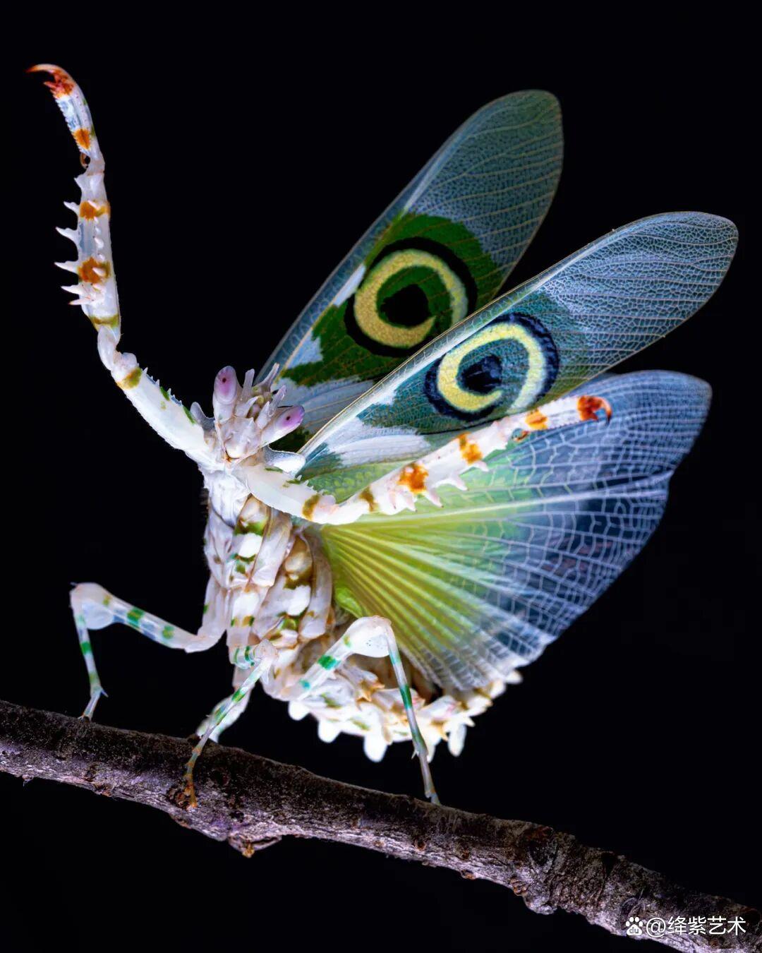 看之前,不就是一只螳螂吗?看之后,天使与恶魔的化身插图11 看之前,不就是一只螳螂吗?看之后,天使与恶魔的化身插图11