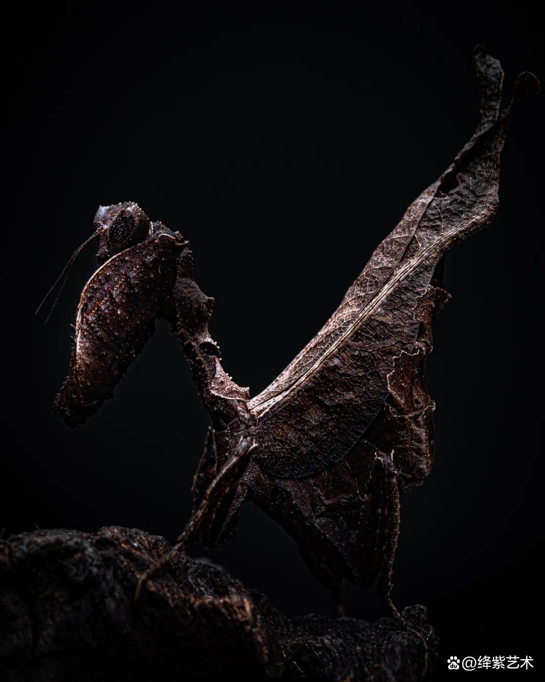 看之前,不就是一只螳螂吗?看之后,天使与恶魔的化身插图4 看之前,不就是一只螳螂吗?看之后,天使与恶魔的化身插图4