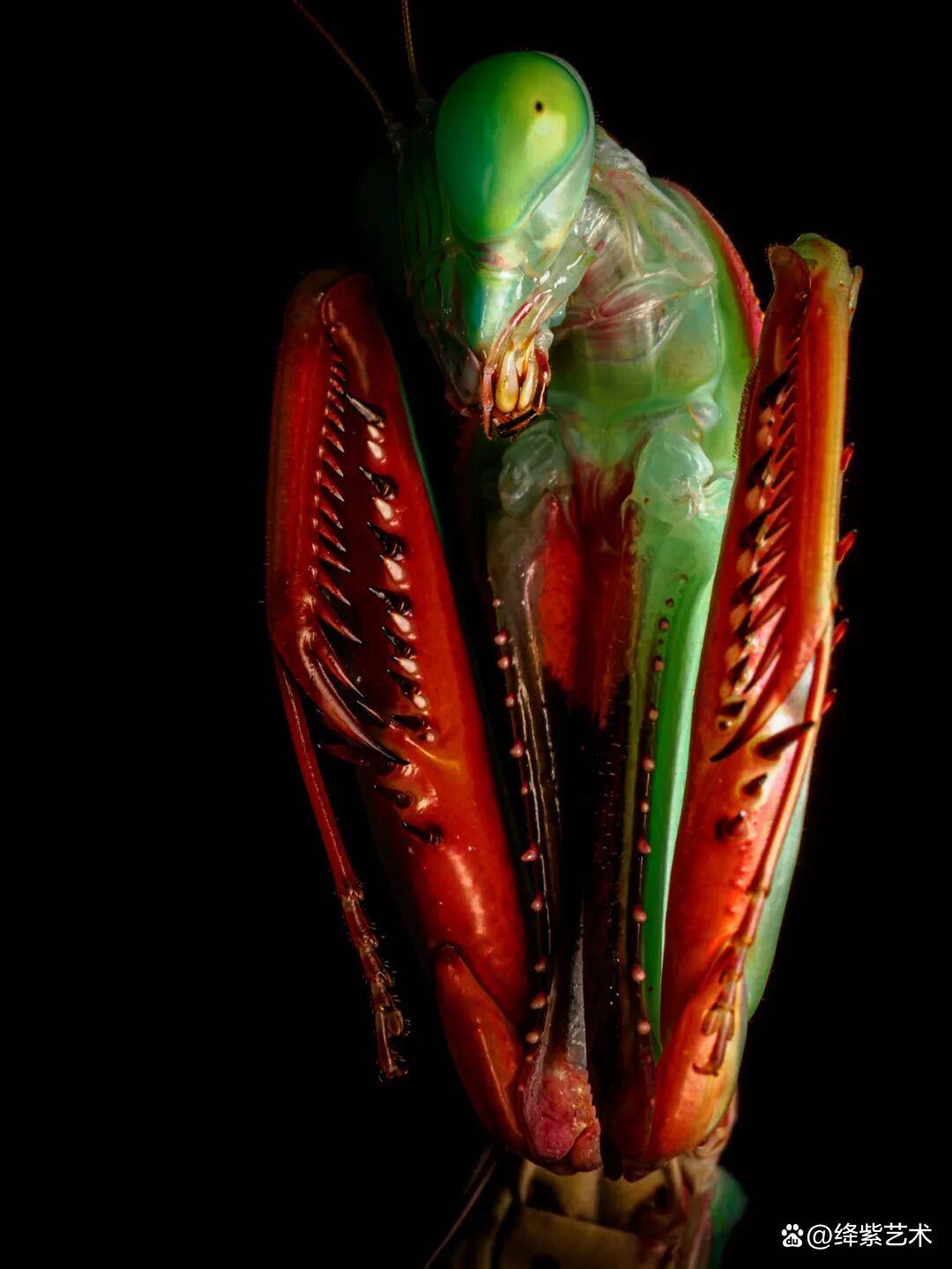 看之前,不就是一只螳螂吗?看之后,天使与恶魔的化身插图1 看之前,不就是一只螳螂吗?看之后,天使与恶魔的化身插图1