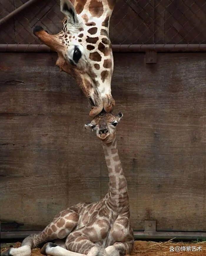 天呀!这20幅可爱的动物摄影,让你烦恼全无插图3 天呀!这20幅可爱的动物摄影,让你烦恼全无插图3