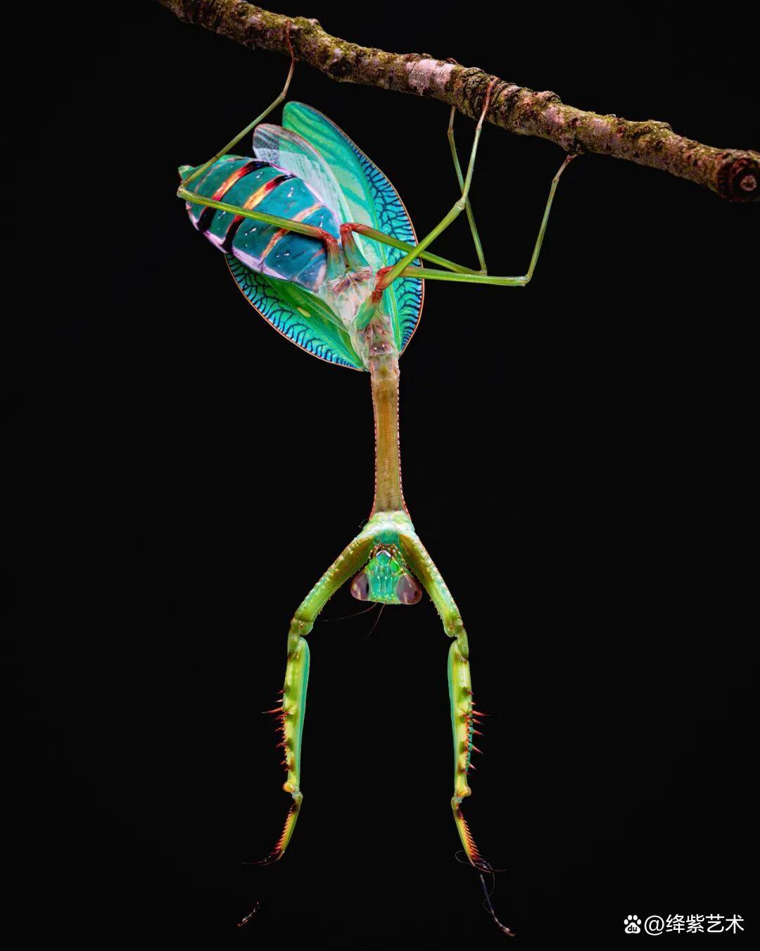 看之前,不就是一只螳螂吗?看之后,天使与恶魔的化身插图9 看之前,不就是一只螳螂吗?看之后,天使与恶魔的化身插图9