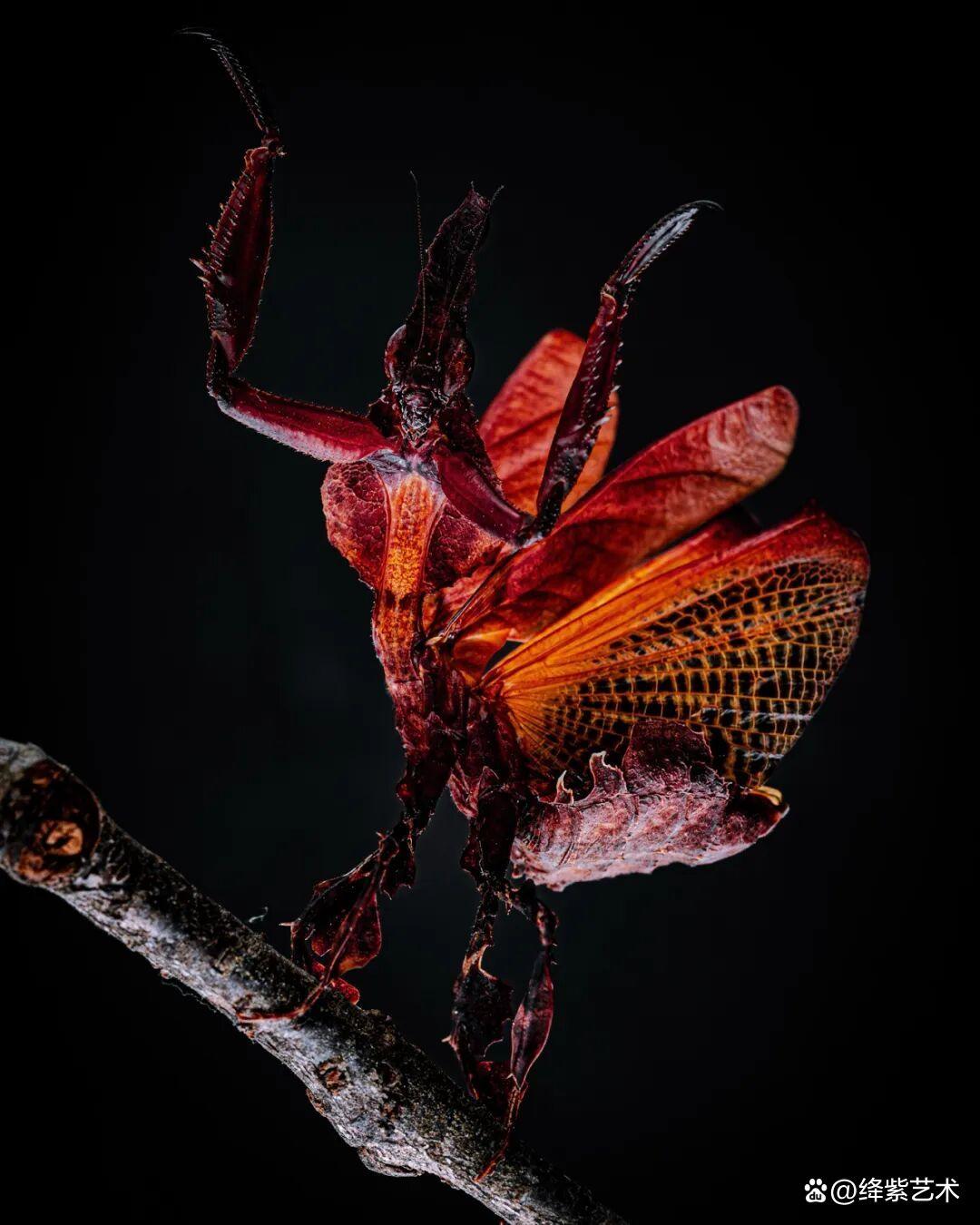 看之前,不就是一只螳螂吗?看之后,天使与恶魔的化身插图12 看之前,不就是一只螳螂吗?看之后,天使与恶魔的化身插图12