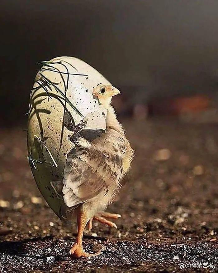 天呀!这20幅可爱的动物摄影,让你烦恼全无插图6 天呀!这20幅可爱的动物摄影,让你烦恼全无插图6