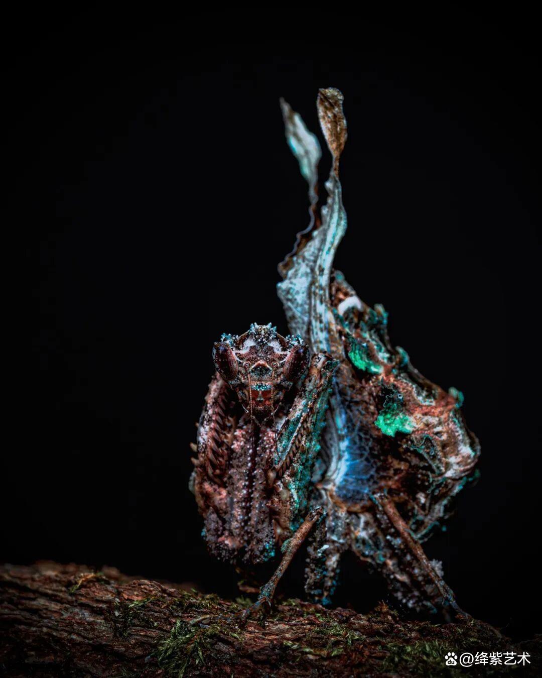 看之前,不就是一只螳螂吗?看之后,天使与恶魔的化身插图18 看之前,不就是一只螳螂吗?看之后,天使与恶魔的化身插图18