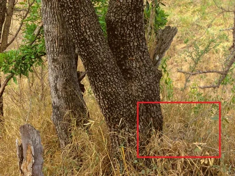 动物伪装大挑战:考验你的眼力,你找对几个?插图11 动物伪装大挑战:考验你的眼力,你找对几个?插图11