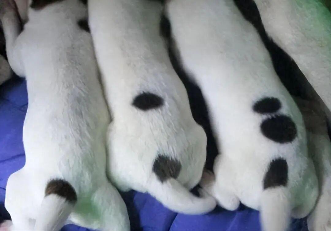 太巧了吧！20张现实中的“神级错位”，完全没修图却像特效插图13