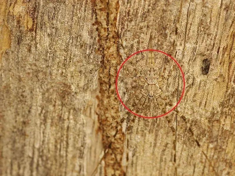 动物伪装大挑战：考验你的眼力，你找对几个？插图15