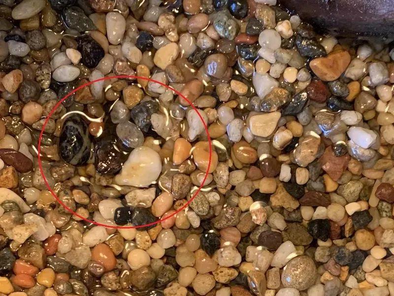 动物伪装大挑战：考验你的眼力，你找对几个？插图5