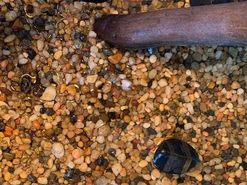 动物伪装大挑战：考验你的眼力，你找对几个？插图4