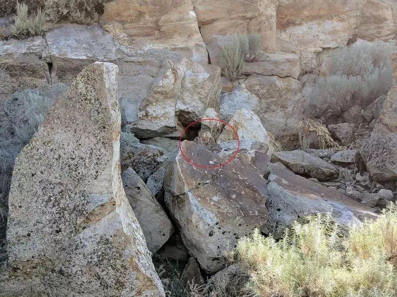 动物伪装大挑战：考验你的眼力，你找对几个？插图1