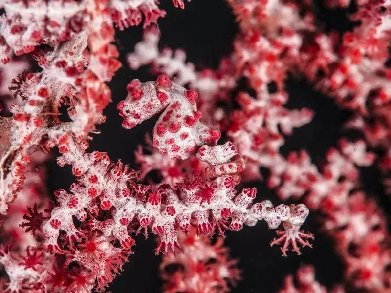 动物伪装大挑战：考验你的眼力，你找对几个？插图12