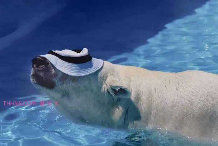 北极熊将一顶帽子玩出新戏法,网友:越看越想看,可爱极了!插图3 北极熊将一顶帽子玩出新戏法,网友:越看越想看,可爱极了!插图3