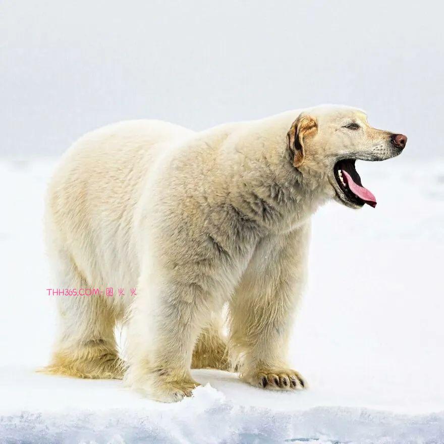 太有趣了!16幅异想天开的混搭动物,越看越有意思插图7 太有趣了!16幅异想天开的混搭动物,越看越有意思插图7
