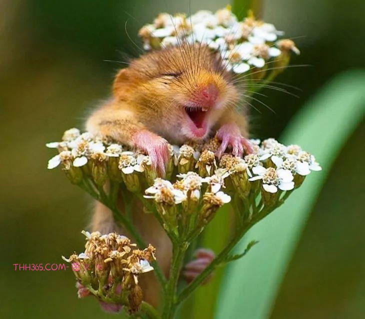 16种可爱的笑脸动物,边看边微笑插图 16种可爱的笑脸动物,边看边微笑插图