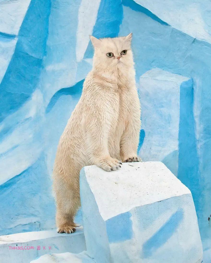 太有趣了!16幅异想天开的混搭动物,越看越有意思插图15 太有趣了!16幅异想天开的混搭动物,越看越有意思插图15