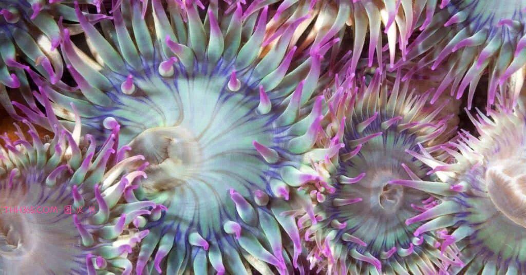 奇妙的无脑动物,5种无脑无思想的动物竟然也能生存插图4 奇妙的无脑动物,5种无脑无思想的动物竟然也能生存插图4