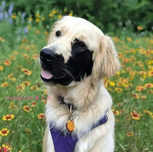 12种令人心情愉悦的独特动物，让人惊叹不已插图7