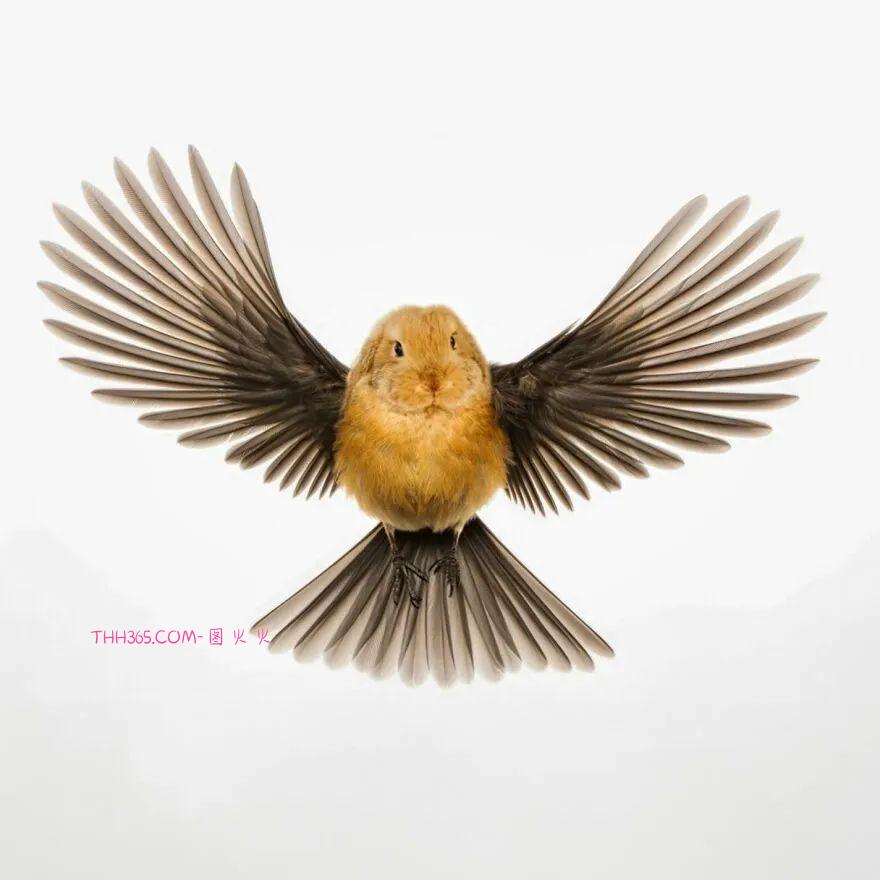 太有趣了!16幅异想天开的混搭动物,越看越有意思插图8 太有趣了!16幅异想天开的混搭动物,越看越有意思插图8