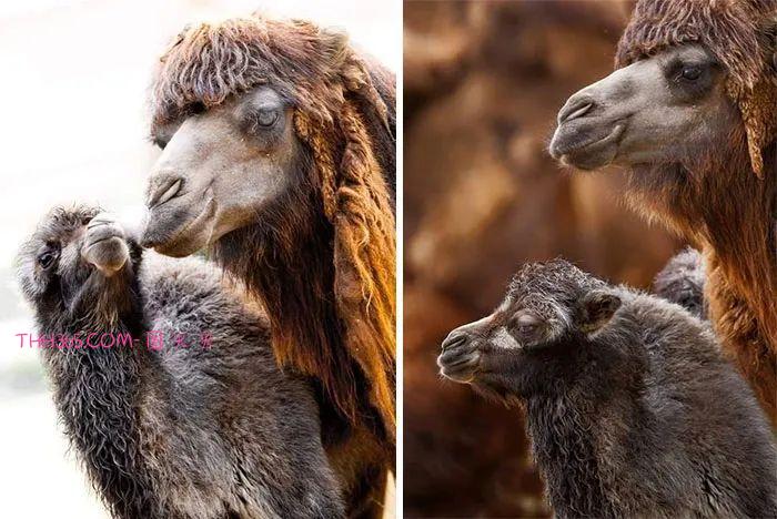 向动物妈妈致敬:15张照片,每一张看了都让人为之动容插图7 向动物妈妈致敬:15张照片,每一张看了都让人为之动容插图7