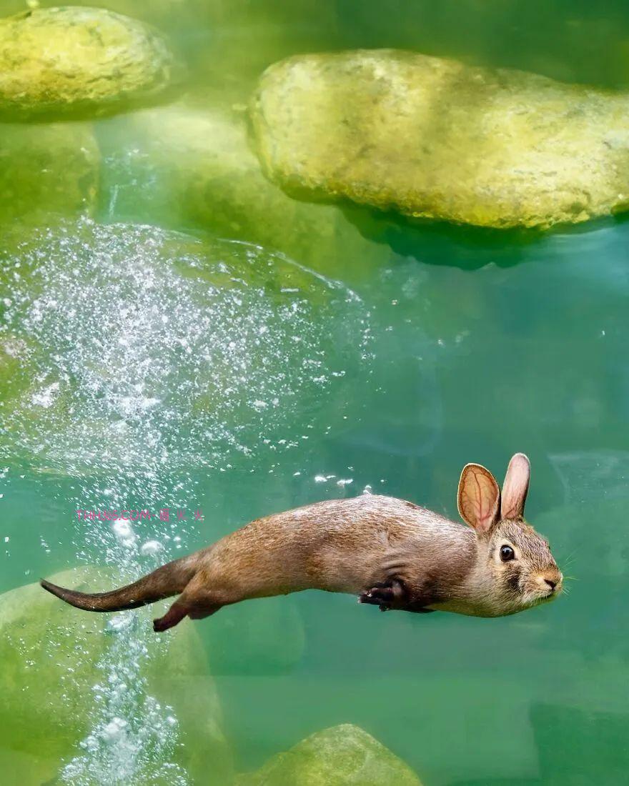 太有趣了!16幅异想天开的混搭动物,越看越有意思插图12 太有趣了!16幅异想天开的混搭动物,越看越有意思插图12