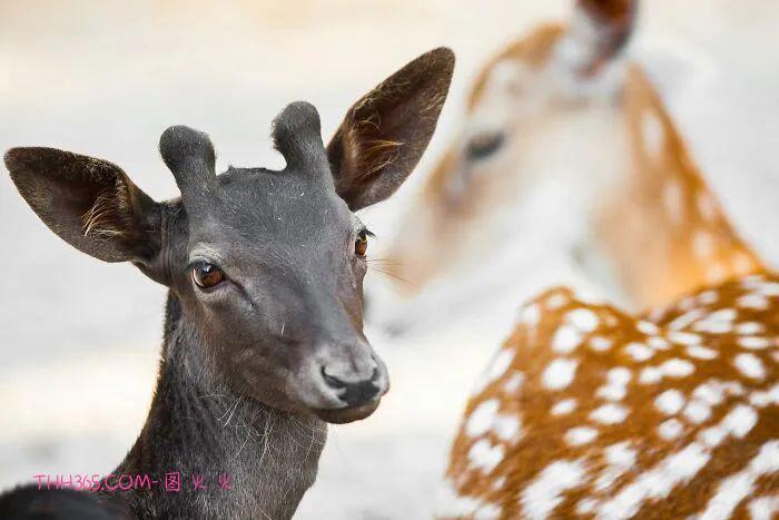 向动物妈妈致敬:15张照片,每一张看了都让人为之动容插图8 向动物妈妈致敬:15张照片,每一张看了都让人为之动容插图8