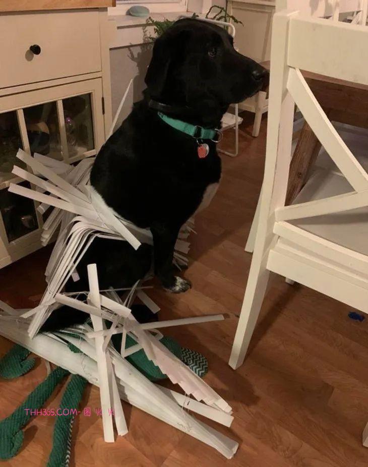 12张有趣的宠物图片，原来养宠物的生活也可以很有趣插图7