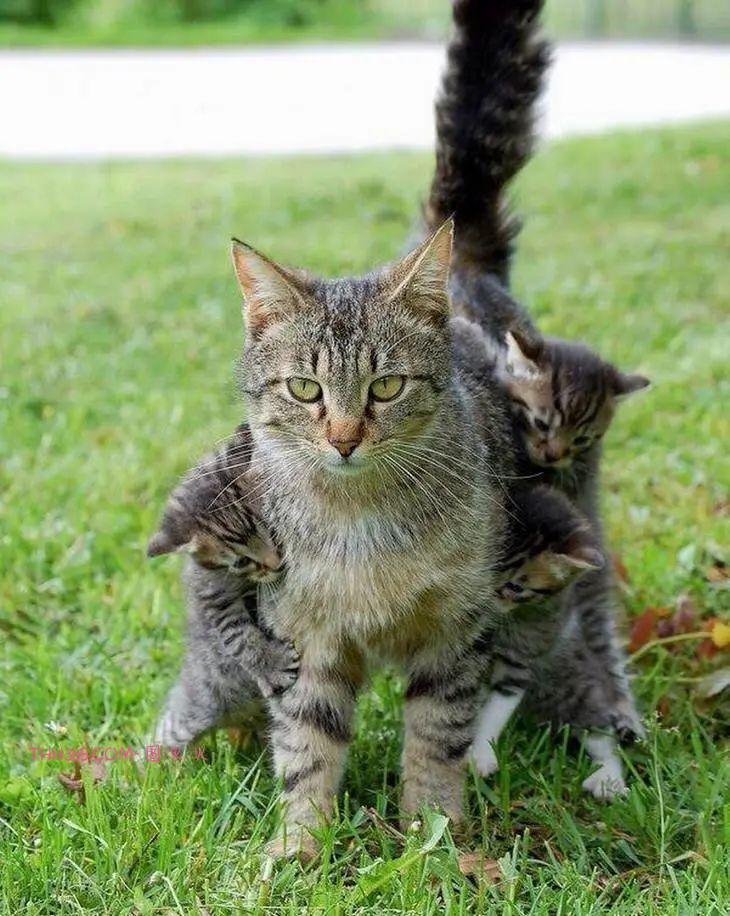 太搞笑了!动物父母的“带娃”史,原来也没那么简单插图10 太搞笑了!动物父母的“带娃”史,原来也没那么简单插图10